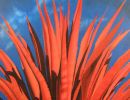 agave calienteweb